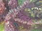 Preview: Hell, F.: Gemälde Wald Stilleben mit Fliegenpilzen, Heidekraut, Kiefernzapfen, Glockenblume