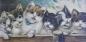 Preview: Gemälde Sechs Katzenkinder, Katzen